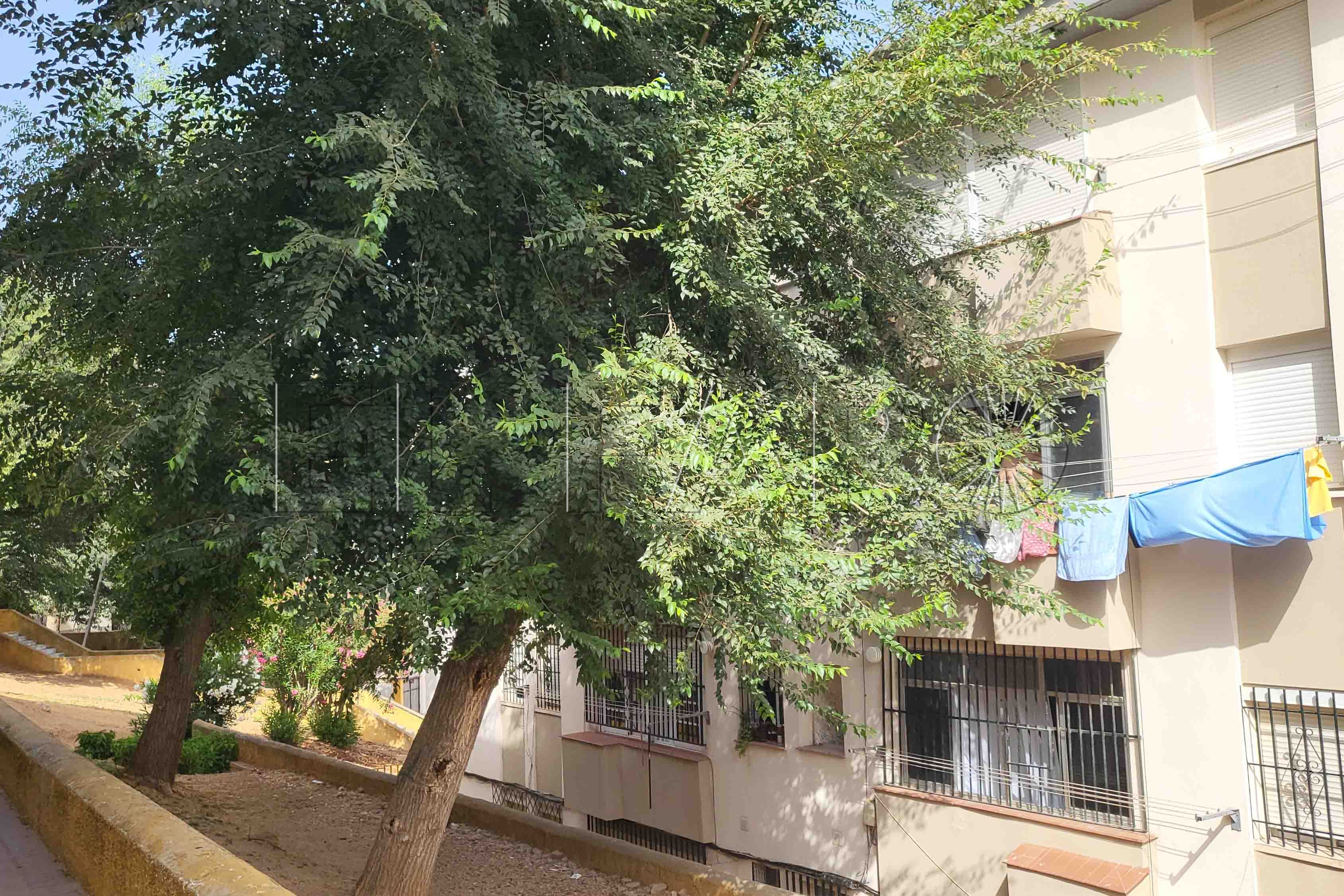 los-rosales-barriada-arbol-ventana