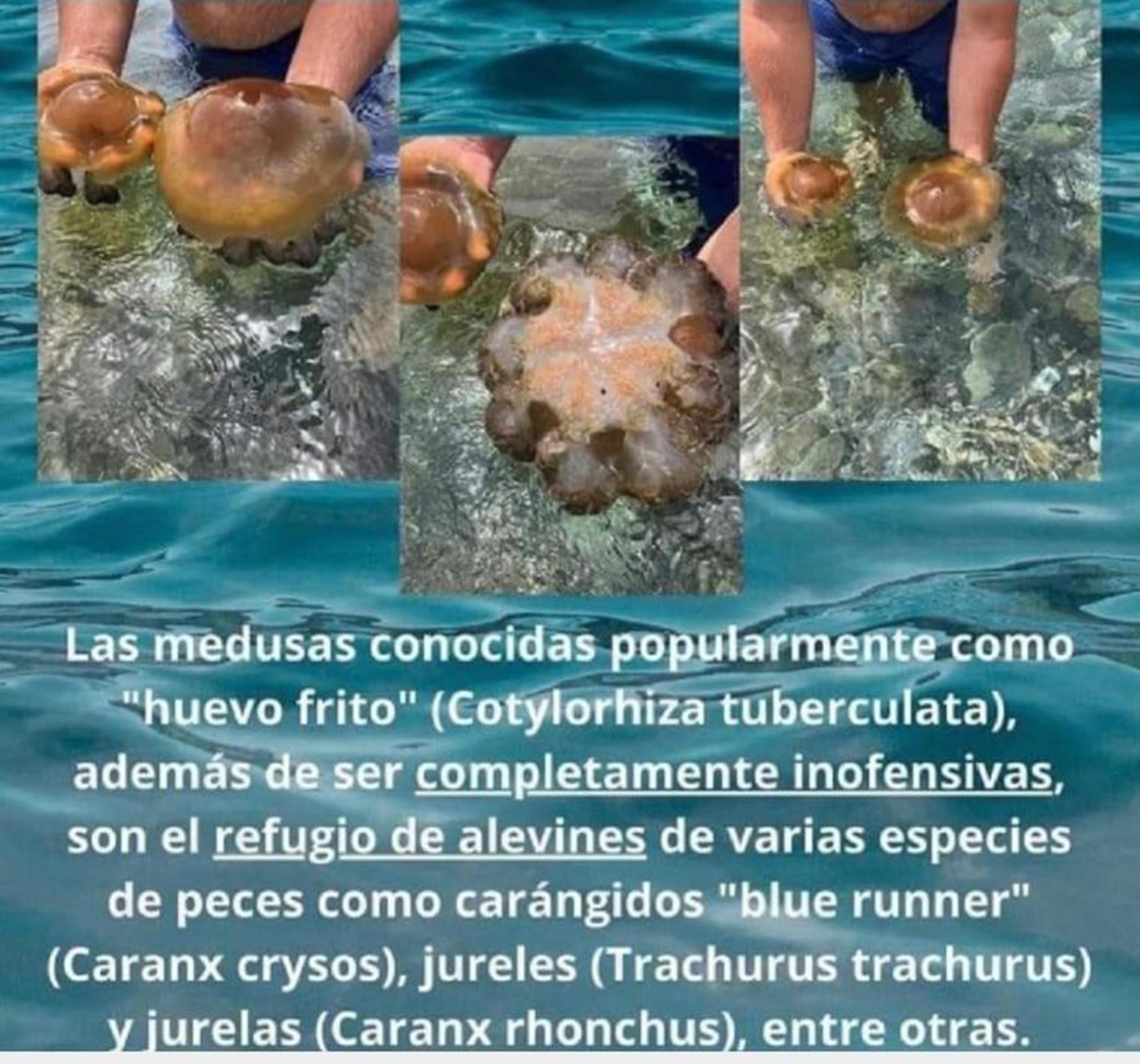 medusa-huevo-frito