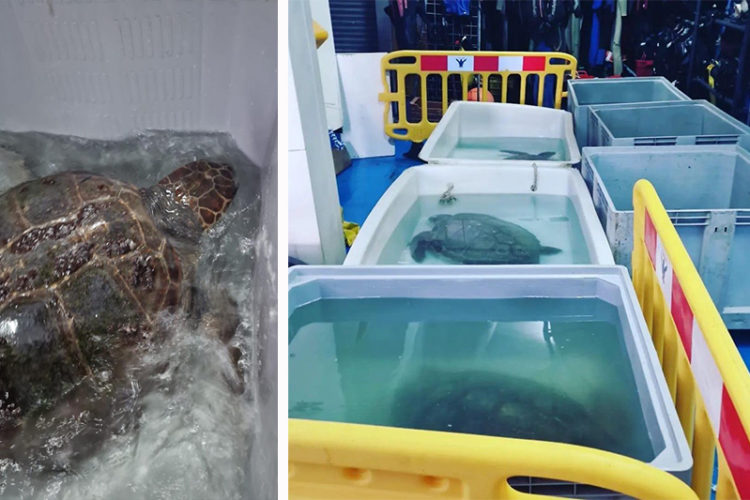 montaje-tortuga-boba-recuperada-cecam