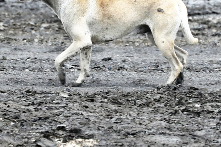 perro