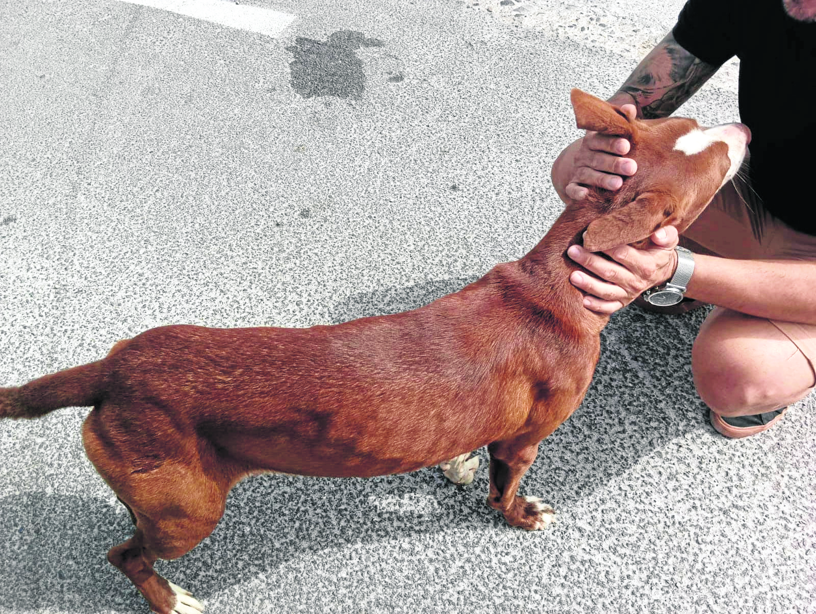 perro-abandonado-monte-hacho-3
