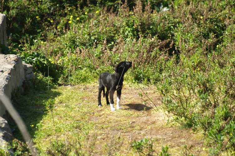 perro-perdido