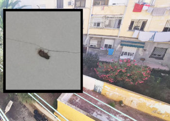 pulgas-alfau-plaga