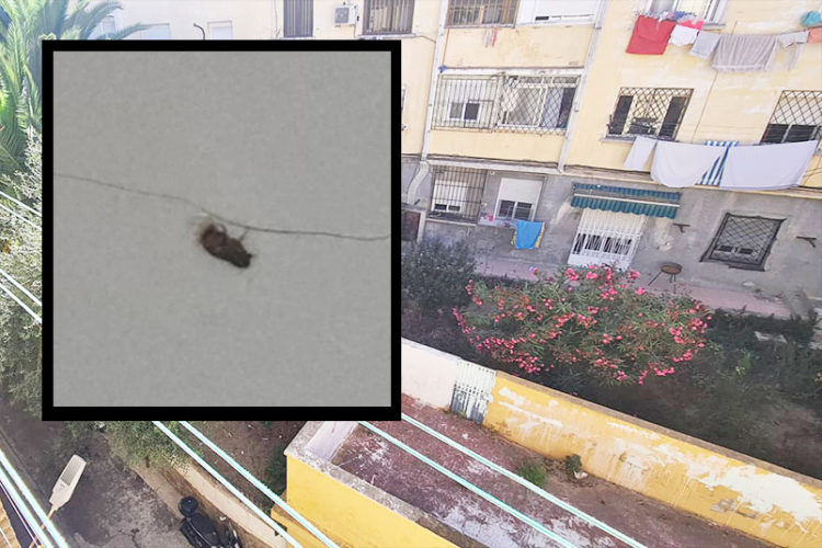 pulgas-alfau-plaga