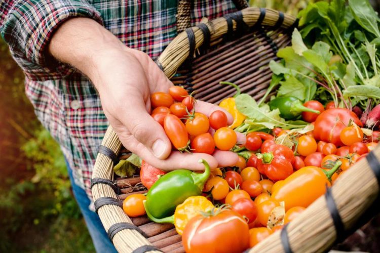 tomates-naturaleza
