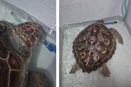 tortuga-boba-recuperada-cecam