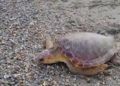 tortugas-cecam (4)