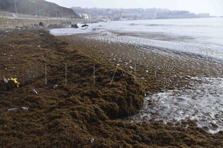 alga-invasora ok