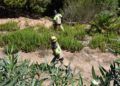 bomberos-incendio-monte-garcia-aldave-011