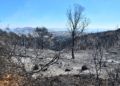 bomberos-incendio-monte-garcia-aldave-024