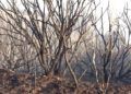 bomberos-lucha-incendio-garcia-aldave-007