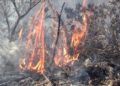 bomberos-lucha-incendio-garcia-aldave-009