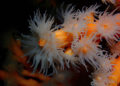 buceo-burbujas-graciosa-canarias-001