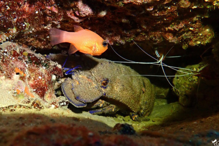 buceo-burbujas-graciosa-canarias-002