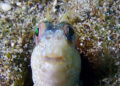buceo-burbujas-graciosa-canarias-005