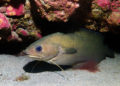 buceo-burbujas-graciosa-canarias-006