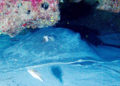 buceo-burbujas-graciosa-canarias-007