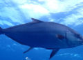 buceo-burbujas-graciosa-canarias-010