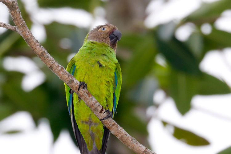 loro