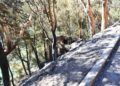 monte-garcia-aldave-incendio-008