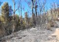 monte-garcia-aldave-incendio-016