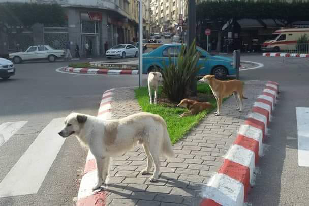 perros-callejeros-tanger