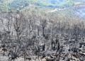reforestacion-garcia-aldave-incendio-013