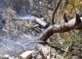 reforestacion-garcia-aldave-incendio-021