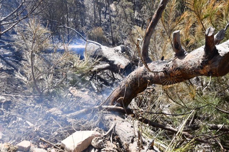 reforestacion-garcia-aldave-incendio-021