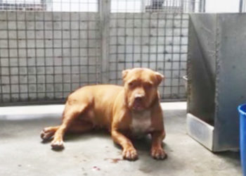 adopcion-perra-sin-hogar-muerte-propietario