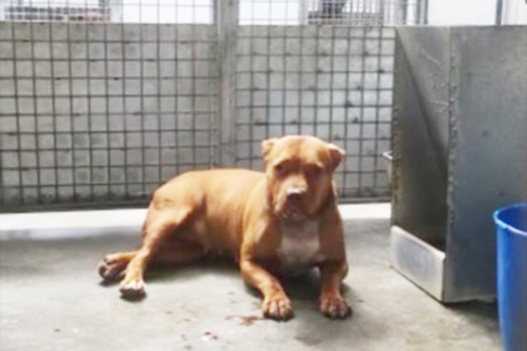 adopcion-perra-sin-hogar-muerte-propietario