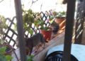 gatos-patios-casas-vecinos-valle-001