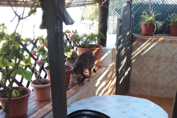 gatos-patios-casas-vecinos-valle-002