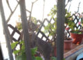 gatos-patios-casas-vecinos-valle-003