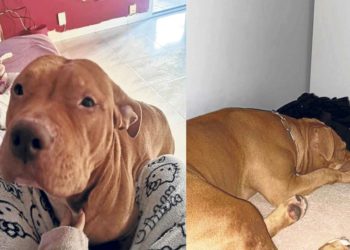 perra-robada-desaparecida-nala