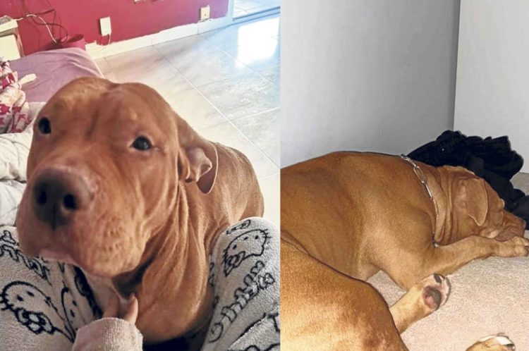 perra-robada-desaparecida-nala