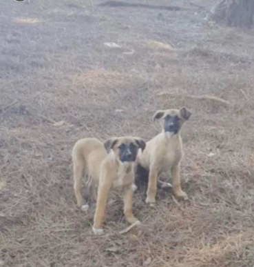 perros-abandonados-protectora-003