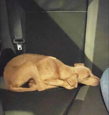 perros-abandonados-protectora-004