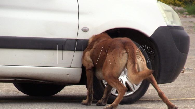 perros