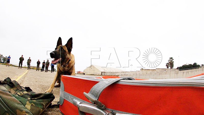 perros-unidad-cinologica
