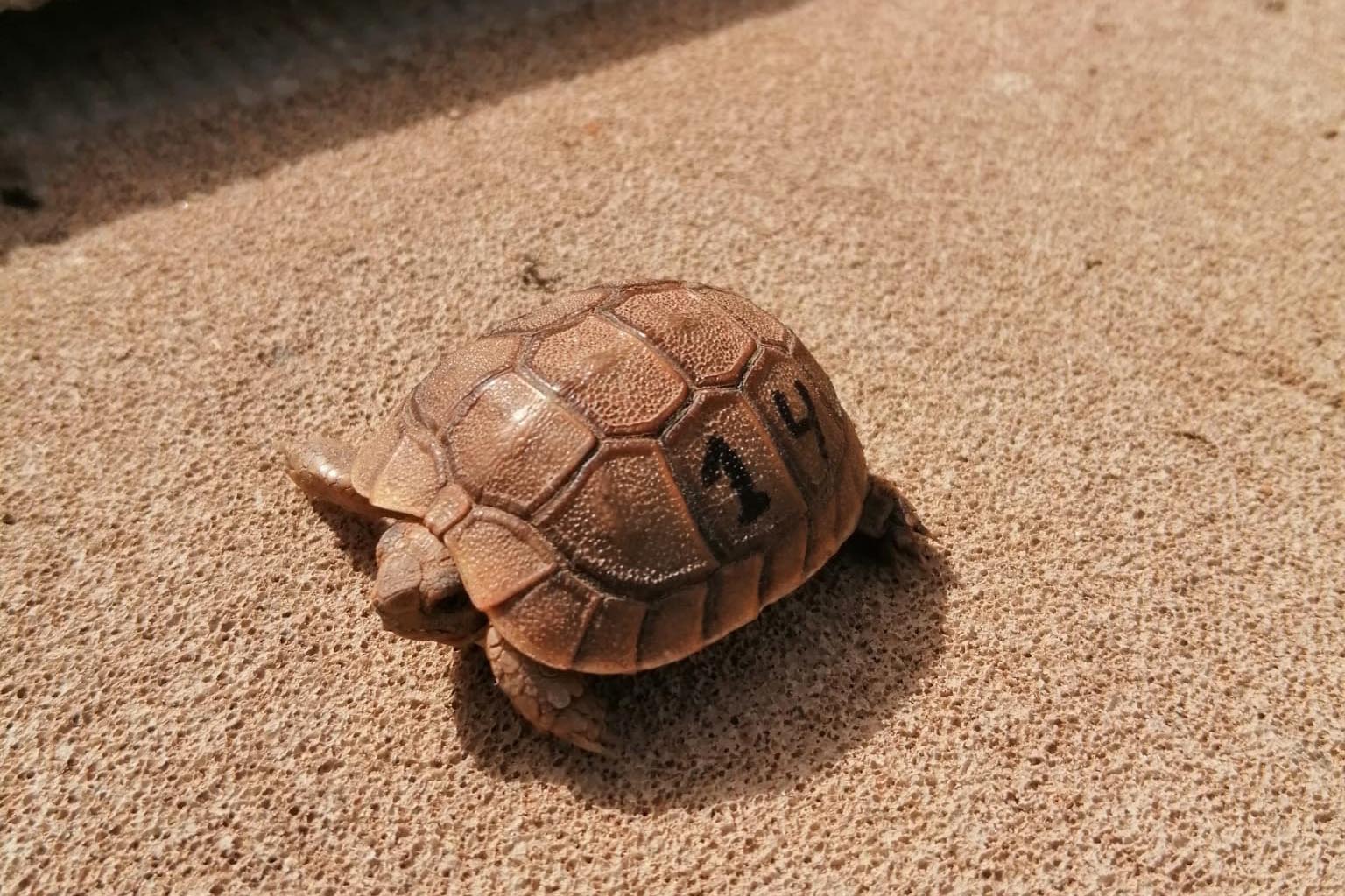 tortuga 1 ok