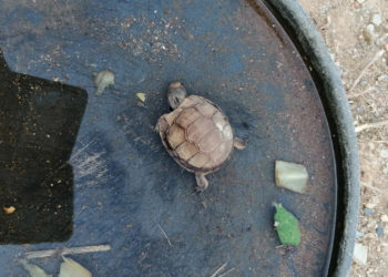 tortuga 2 ok