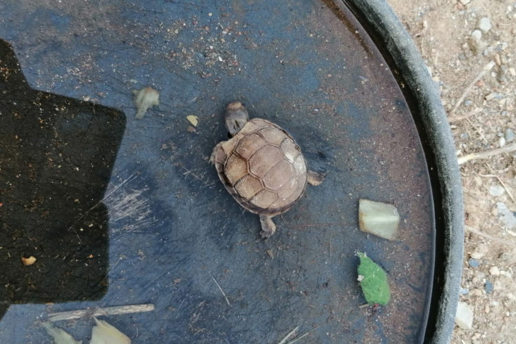 tortuga 2 ok