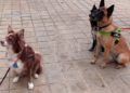 tuca-perra-policia-nacional-ana-hueso-007