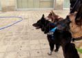 tuca-perra-policia-nacional-ana-hueso-010