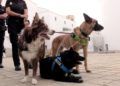 tuca-perra-policia-nacional-ana-hueso-011