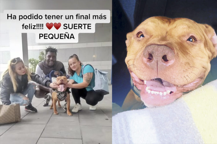 montaje-perra-nala-reencuentro