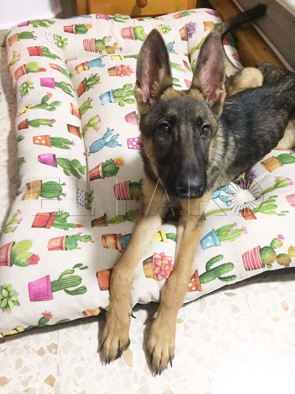 nueva-vida-cata-maltrato-hogar