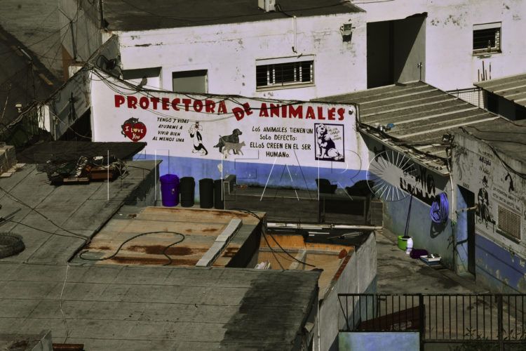 protectora-animales