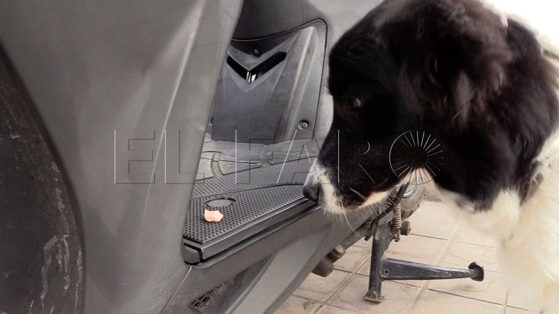 tribu-perro-policia-explosivos-015